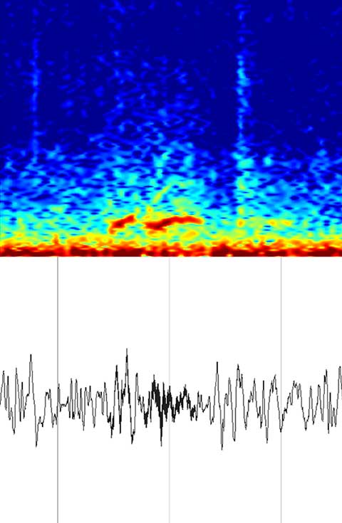 cough monitoring spectrogram - wheeze